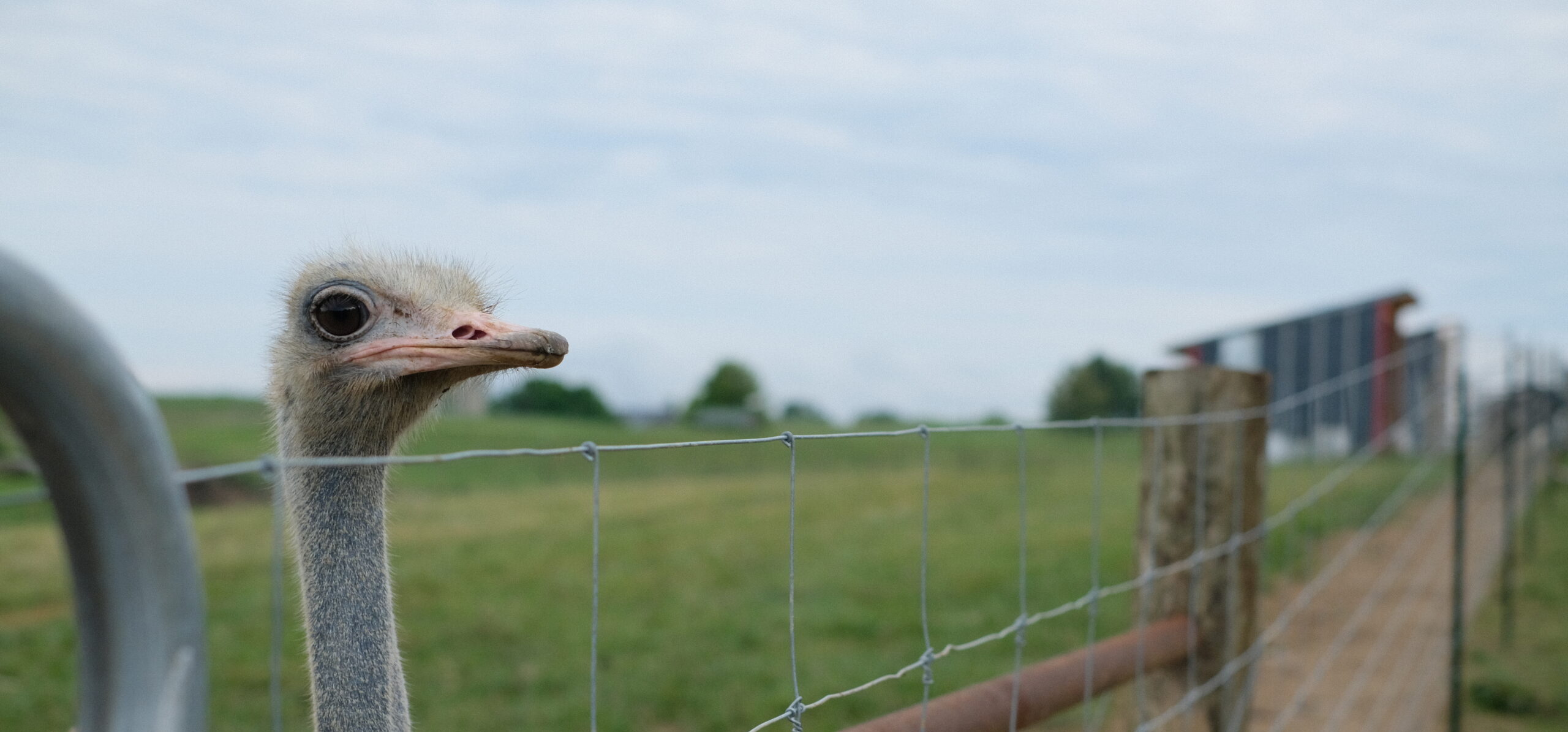 From Hatchling to Harvest: A Day in the Life at Alpha Roost Farms